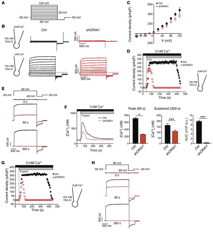 SOCE activates Ca2+-dependent Cl– channels (CaCCs) in human sweat gland ...