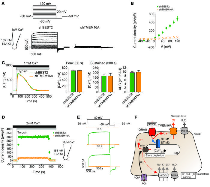 SOCE-induced Cl– currents in human sweat gland cells are mediated by TME...