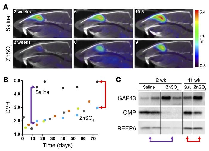 Longitudinal [11C]GV1-57 imaging monitors mature OSN regeneration.
(A) R...