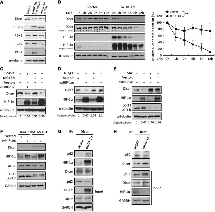 HIF-1α enhances proteolysis of Dicer through an autophagy-lysosomal path...