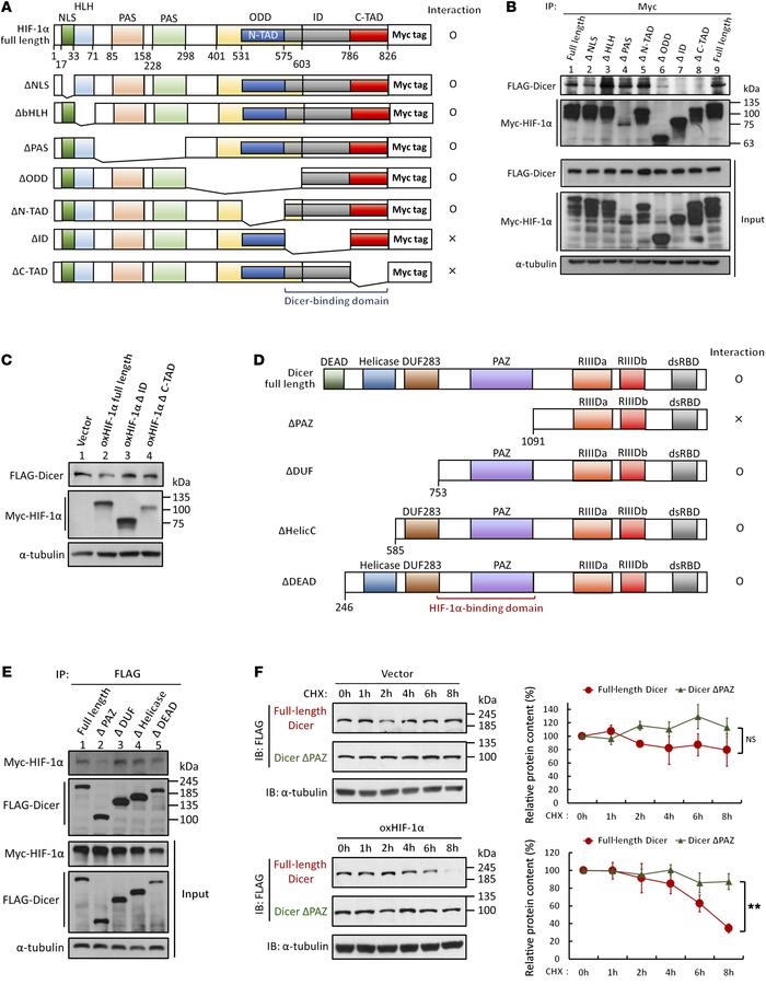 Identification of functional domains required for HIF-1α–Dicer interacti...