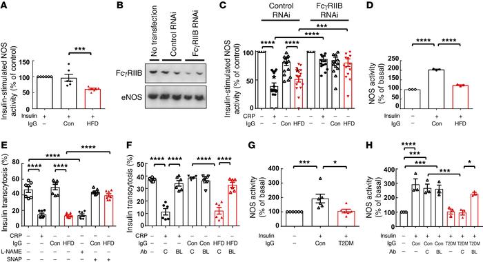 IgG from HFD-fed mice attenuates insulin-induced eNOS activation and tra...