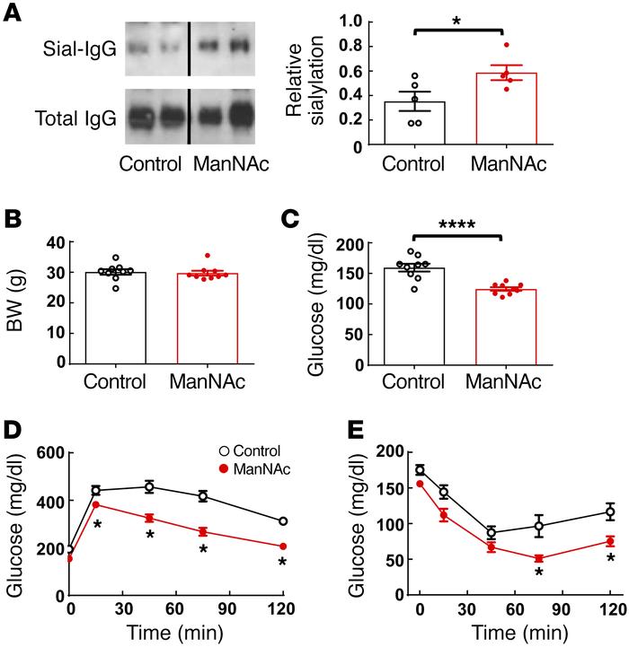 ManNAc treatment protects mice from obesity-induced glucose intolerance ...