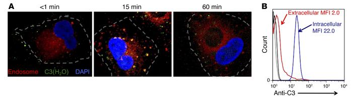 C3 is localized to intracellular compartments following rapid uptake.
(A...