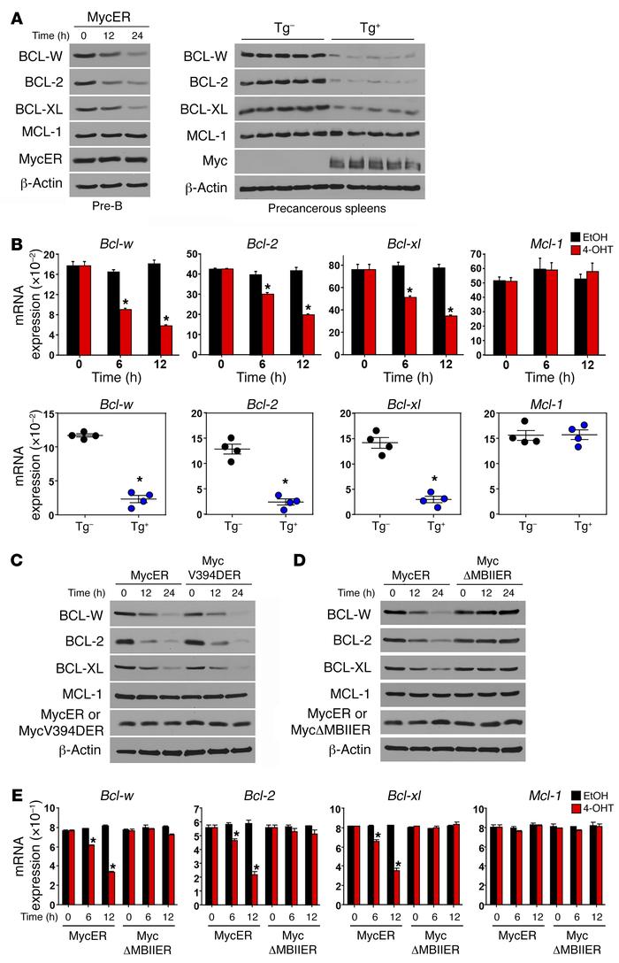 MYC suppresses BCL-W expression in normal cells.
At intervals following ...