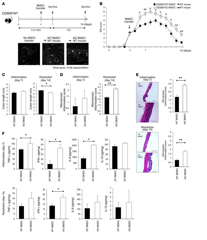 CD300f-deficient BMDCs exacerbate inflammation and delay resolution of i...