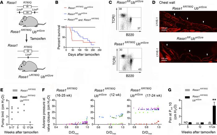 Adult mice that are genetically altered to express an R780Q catalyticall...