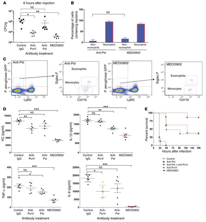 MEDI3902 increases monocyte/eosinophil recognition of P. aeruginosa and ...