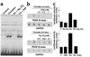 Effect of tyrosine phosphatase inhibitors on activation of dbpB and PDGF B–