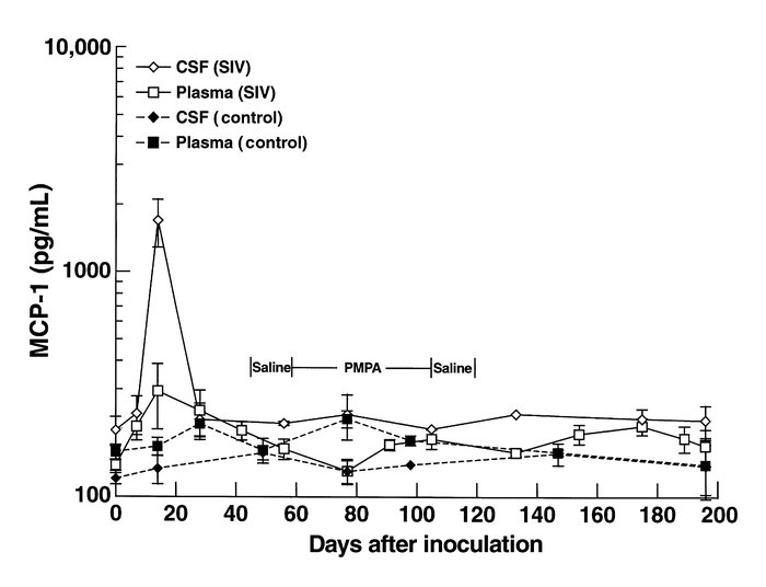 MCP-1 concentrations in the plasma and CSF of SIV-infected monkeys. The ...