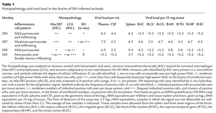 Histopathology and viral load in the brains of SIV-infected animals