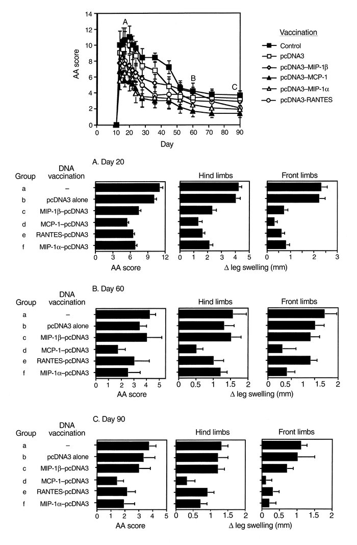 Prevention of AA by C-C chemokine–targeted DNA vaccines. Six groups of t...