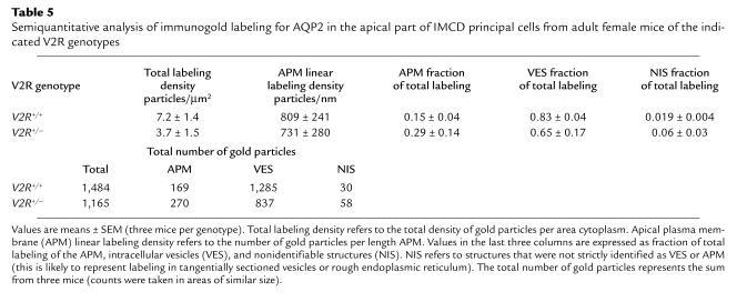 Semiquantitative analysis of immunogold labeling for AQP2 in the apical ...