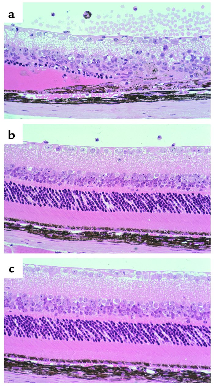 Ocular histology of peptide-immunized mice that had been pretreated with...