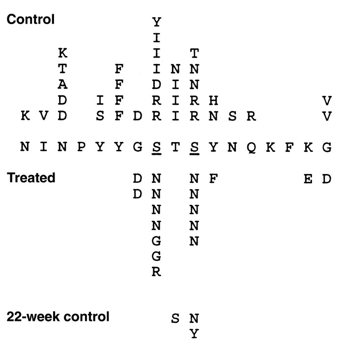 Pooled mutation analysis of the CDR2 regions of VHBW-16 genes from the I...