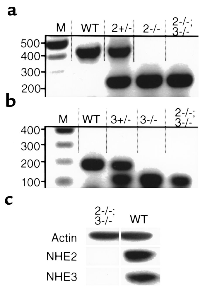 (a) PCR analysis of tail DNA from wild-type, NHE2–/+, NHE2–/–, and NHE3–...