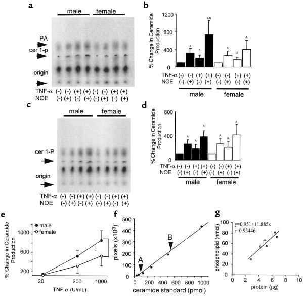 Ceramide production in response to acute TNF-α stimulation in FVB mice. ...