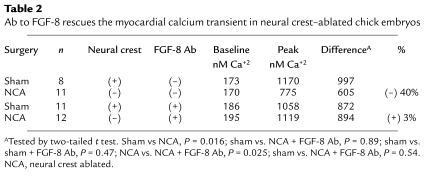 Ab to FGF-8 rescues the myocardial calcium transient in neural crest–abl...