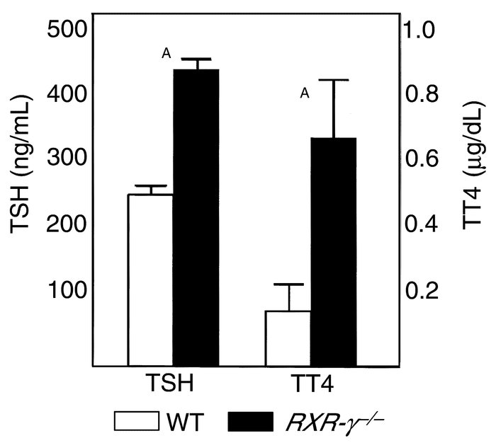 Serum TSH and T4 levels in WT and RXR-γ–/– littermate mice after radioio...