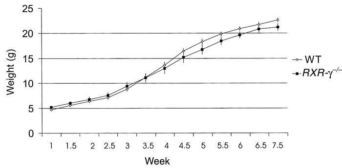Growth rates of WT and RXR-γ–/– littermate mice. Twenty WT mice (open di...