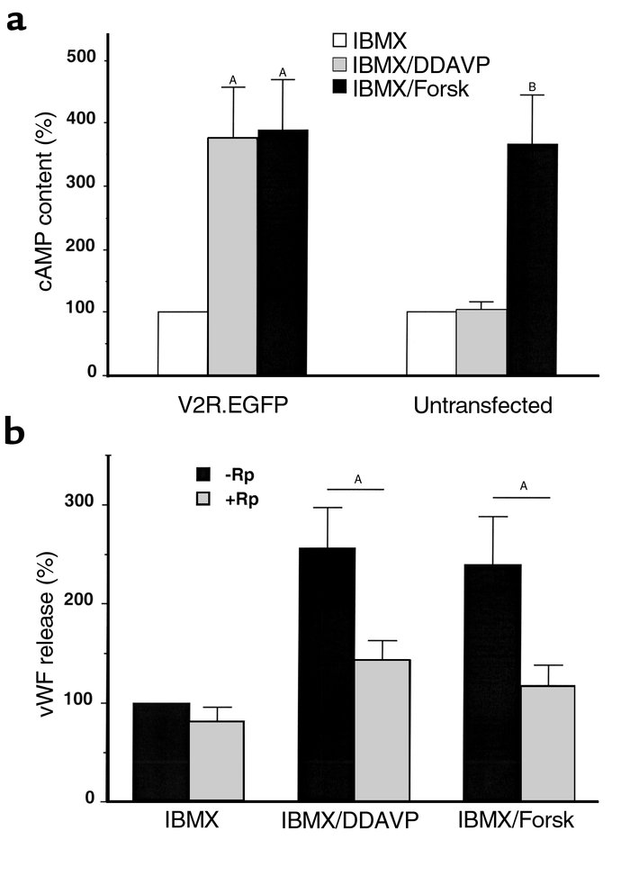 DDAVP mediates vWF secretion by an increase in [cAMP]i in cells expressi...