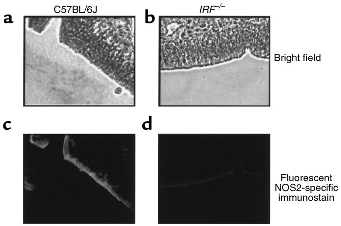 NOS2-specific immunostaining in excised murine nasal epithelial tissue. ...