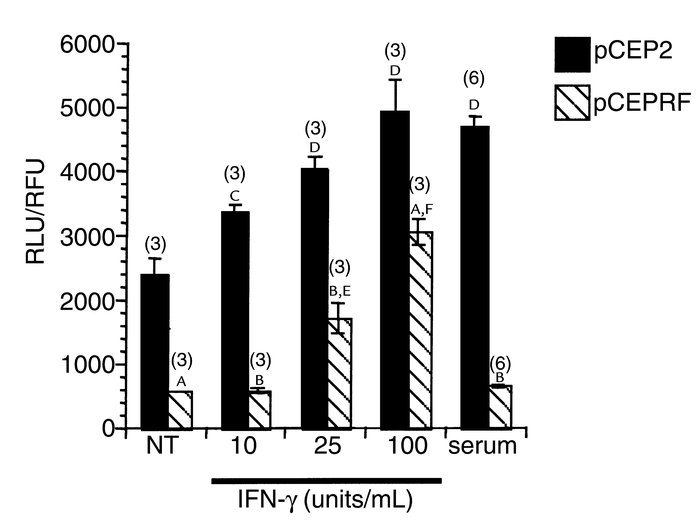 Stat1-mediated cell signaling in 9/HTEo– pCEP2 and pCEPRF cells. Cells w...