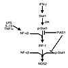 Cell-signaling components involved in the regulation of NOS2 expression.