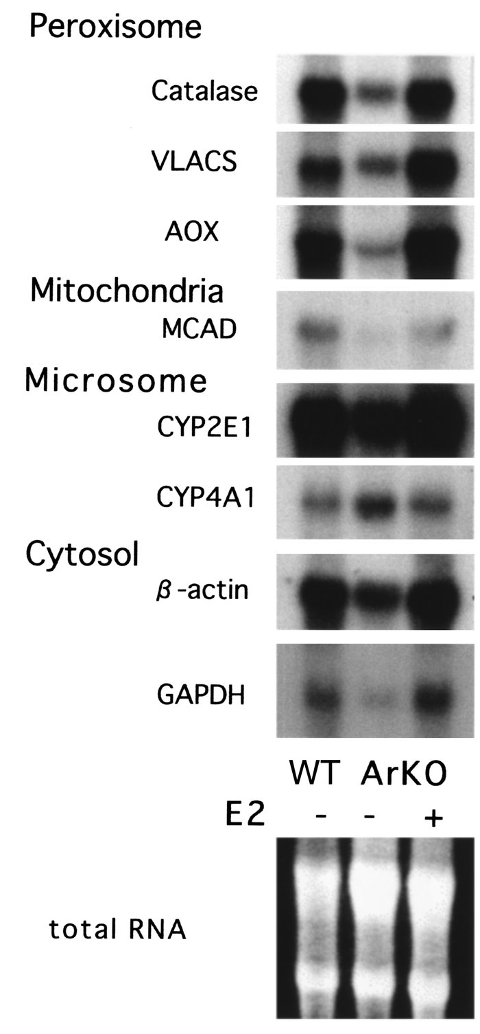 Northern blot analysis of gene expression in ArKO mice. Total cellular R...