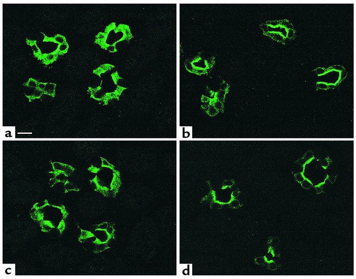 Confocal images showing the time course of VP/forskolin–induced and SNP-...