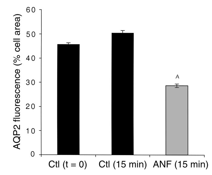 Quantification of the effect of ANF on AQP2 redistribution in collecting...