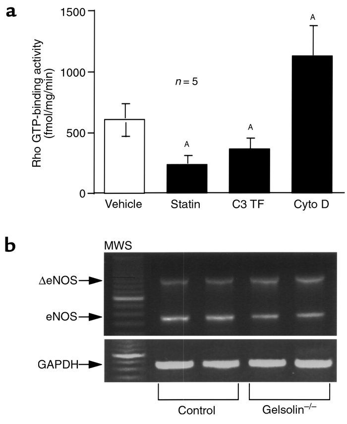 (a) Rho GTP-binding activity was measured in aortas from mice treated wi...