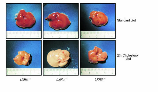 Macroscopic appearance of livers from LXRα+/+, LXRα–/–, and LXRβ–/– mice...