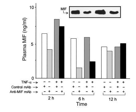 Plasma concentrations of MIF in mice pretreated intraperitoneally with a...