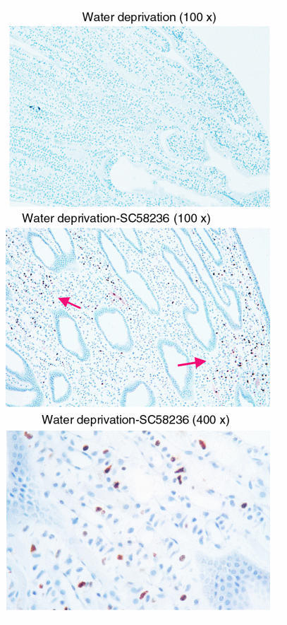 Apoptosis of medullary interstitial cells after COX2 inhibition in water...
