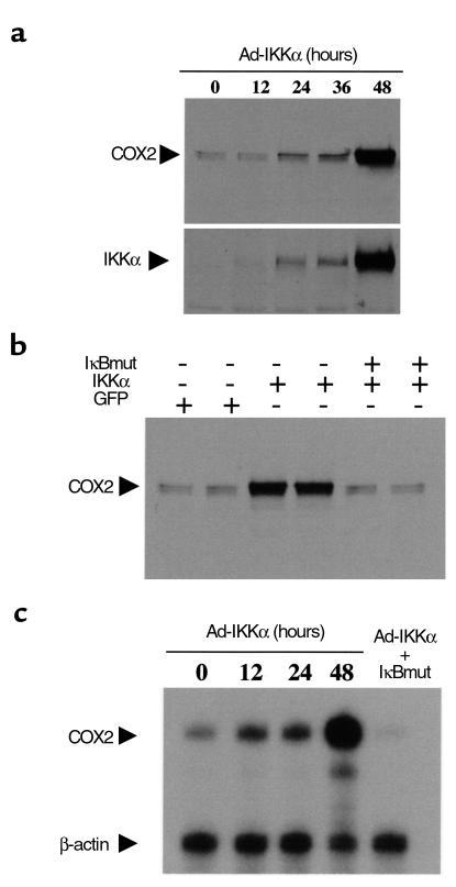 Effect of activation of NF-κB on COX2 expression. A constitutive active ...
