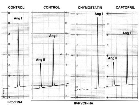 Conversion of Ang I to Ang II by immunoprecipitated recombinant RVCH. Ce...