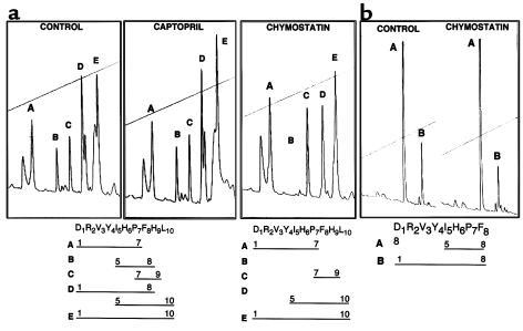 (a) Conversion of Ang II from Ang I by A10 cell extracts. Ang I was incu...