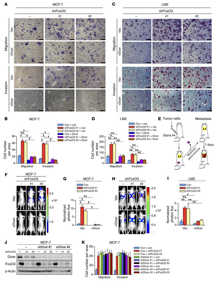 FoxO3 regulates metastasis through Dicer.
(A–D) MCF-7 cells (A and
     ...