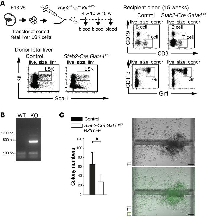 Analyses of the lineage potential of hematopoietic fetal liver cells fro...