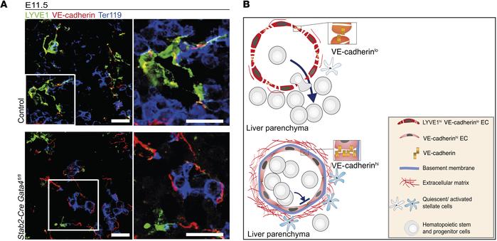 Endothelial GATA4 expression preserves liver sinusoidal endothelial iden...