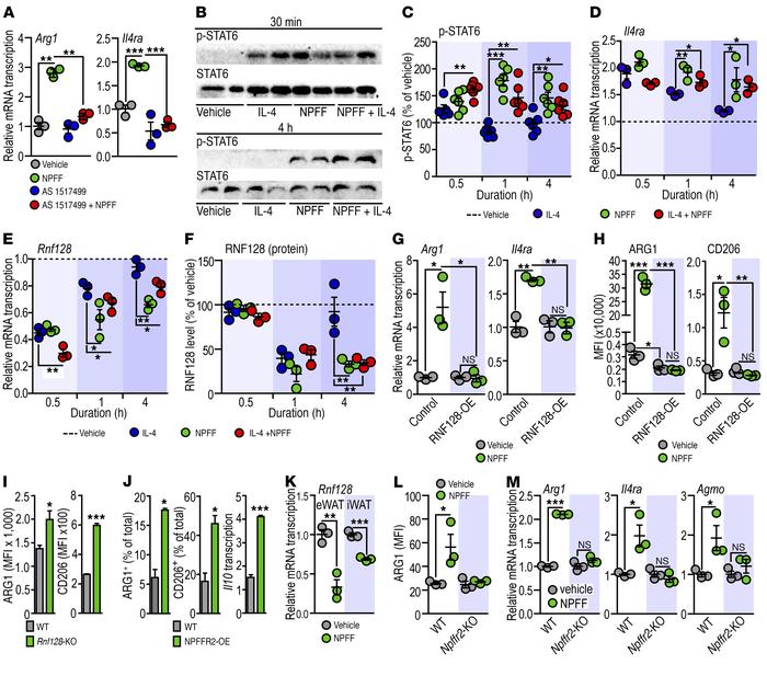 NPFF inhibits p-STAT6 decay and triggers M2 activation of ATMs.
(A) Effe...