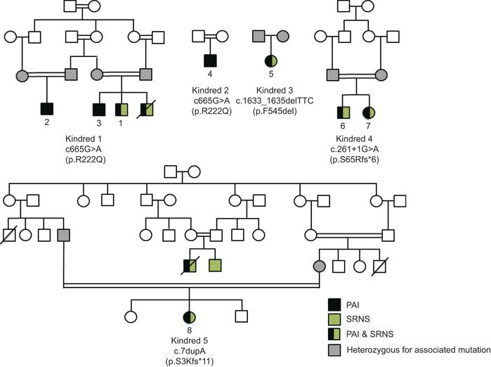 Pedigrees of kindreds 1 to 5 where all affected individuals manifested P...