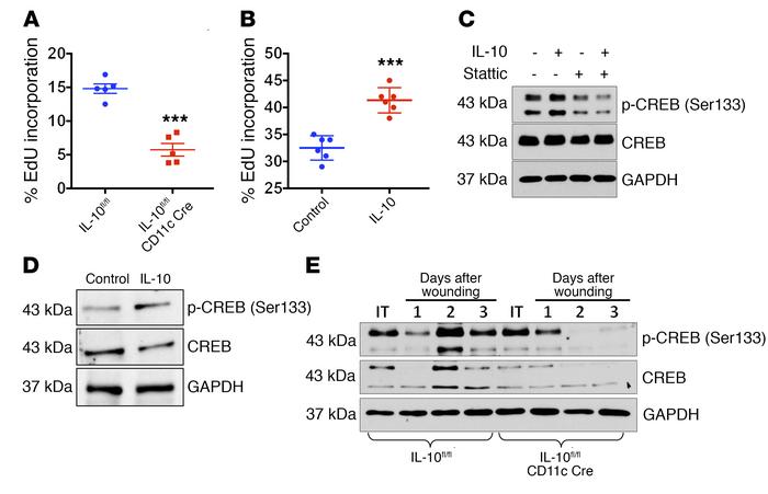 IL-10 promotes IEC proliferation and activates CREB signaling.
(A) EdU i...