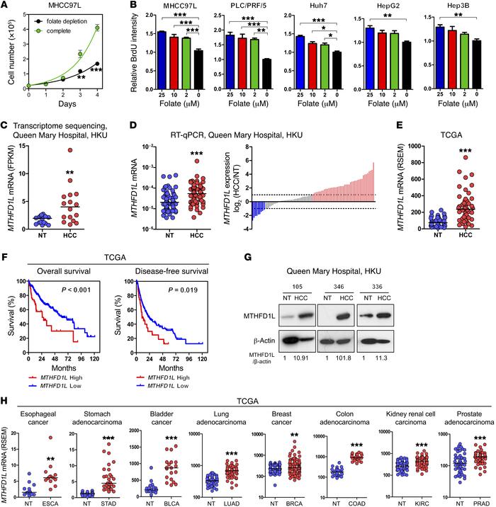The folate cycle in cancer.
(A) An HCC cell line, MHCC97L, was cultured ...