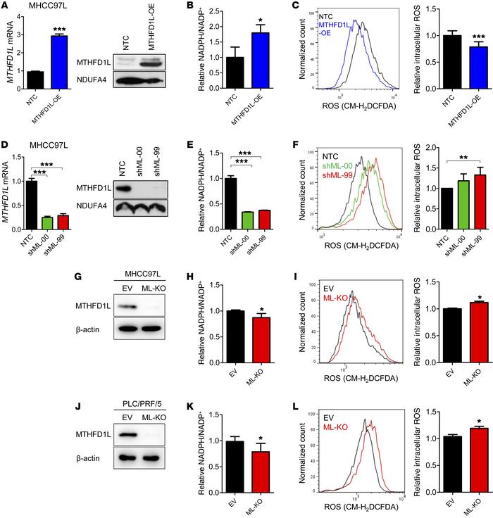 MTHFD1L increased NADPH/NADP+ levels and reduced ROS.
(A) MTHFD1L-overex...