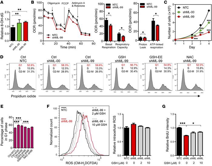 Knockdown of MTHFD1L caused cell cycle delay.
(A) 8-OH-dG levels in MHCC...