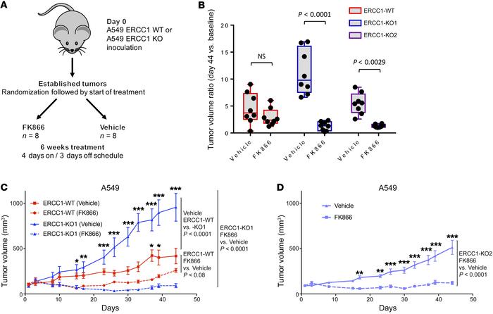 NAMPT inhibition is synthetic lethal with ERCC1 deficiency in in vivo mo...