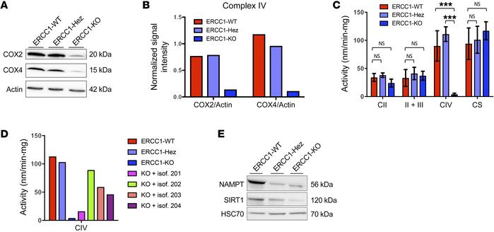 ERCC1-KO cells have a decreased mitochondrial complex IV activity associ...