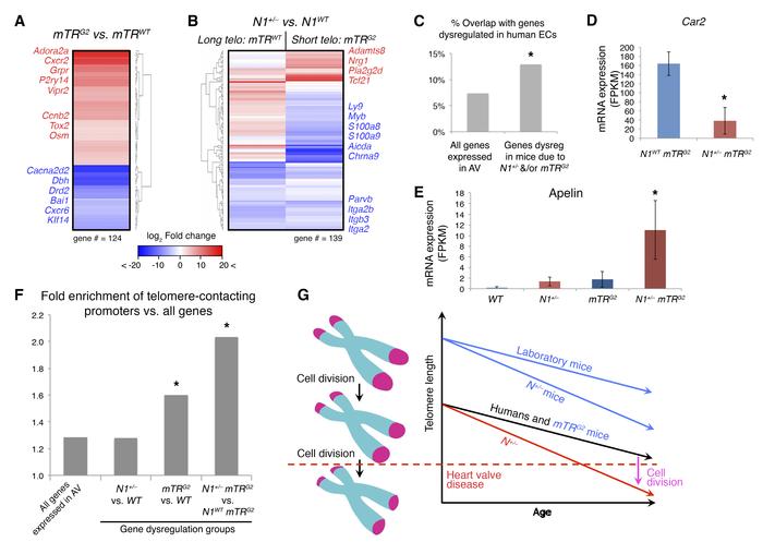 Genes dysregulated due to telomere shortening are enriched for telomere-...